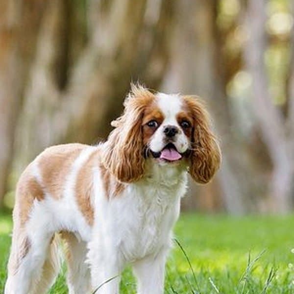 Cavalier King Charles