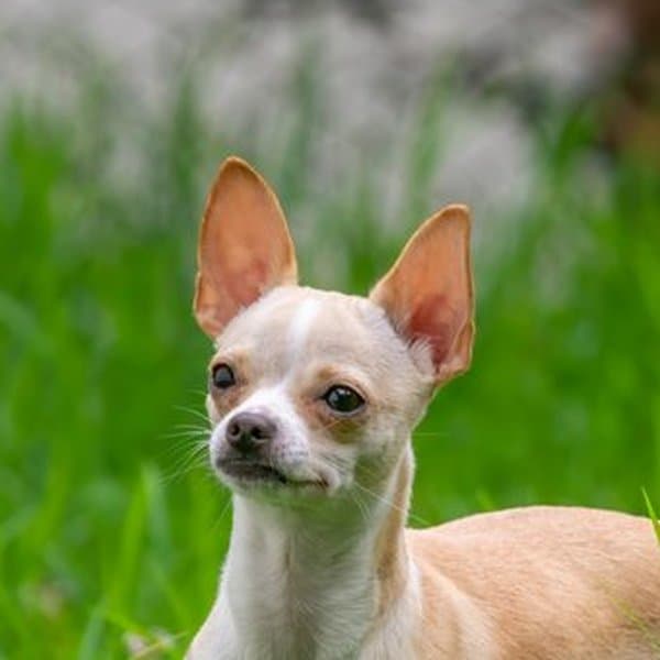 Chihuahua