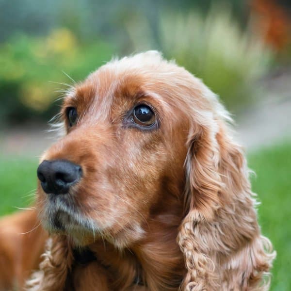 Cocker Spaniel