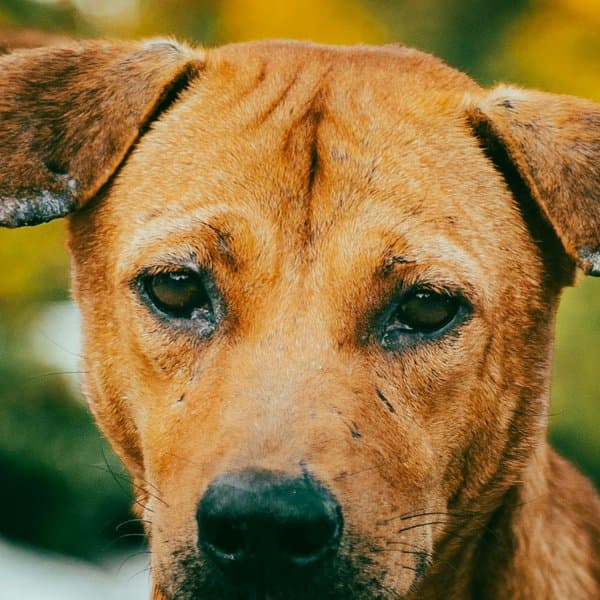Chien croisé / Autre race