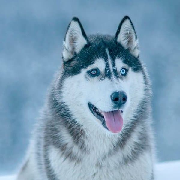 Husky Sibérien