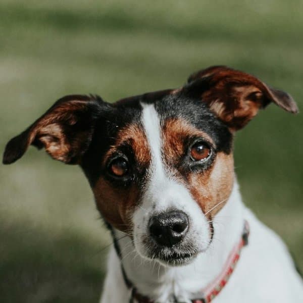 Jack Russell Terrier