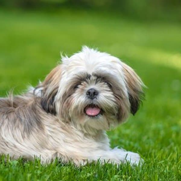 Shih Tzu