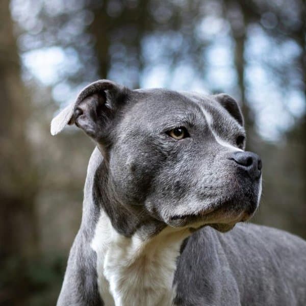 Staffordshire Bull Terrier