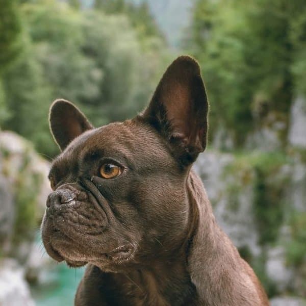 Bouledogue Français